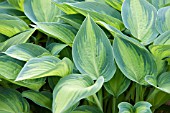 HOSTA JUNE