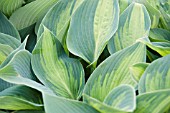 HOSTA JUNE