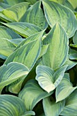 HOSTA JUNE