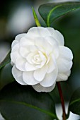 CAMELLIA JAPONICA ALBA PLENA