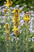 ASPHODELINE LUTEA