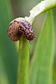 LIMAX MAXIMUS - LEOPARD SLUG