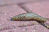 LIMAX MAXIMUS - LEOPARD SLUG ON BLOCK PAVING