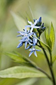 AMSONIA ORIENTALIS