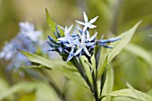 AMSONIA ORIENTALIS