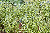 AMSONIA ORIENTALIS