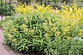 EUPHORBIA X PASTEURII AND SMYRNIUM PERFOLIATUM RHS GARDEN WISLEY