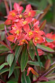 EUPHORBIA GRIFFITHII FIREGLOW