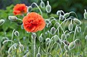 PAPAVER FIREBALL