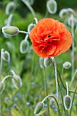 PAPAVER FIREBALL