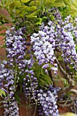 WISTERIA FLORIBUNDA YAE-KOKURYU