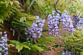 WISTERIA FLORIBUNDA YAE-KOKURYU