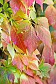 PARTHENOCISSUS QUINQUEFOLIA