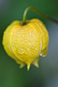 CLEMATIS BILL MACKENZIE