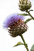 CYNARA SCOLYMUS