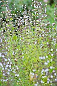 THYMUS VULGARIS SNOW WHITE