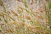 HORDEUM SATIVUM