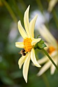 DAHLIA HONKA WITH HONEY BEE