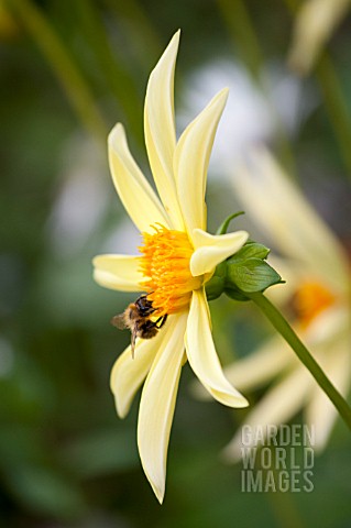 DAHLIA_HONKA_WITH_HONEY_BEE