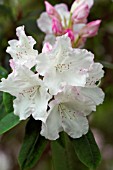 RHODODENDRON LODERS WHITE
