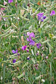 LATHYRUS ODORATUS SEED PODS