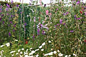 LATHYRUS ODORATUS SEED PODS