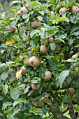 APPLE EGREMONT RUSSET