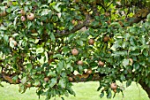 APPLE EGREMONT RUSSET