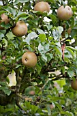 APPLE EGREMONT RUSSET