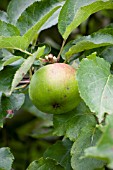 BRAMLEYS SEEDLING