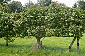 APPLE EGREMONT RUSSET