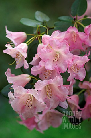 RHODODENDRON_MOONSTONE_GROUP