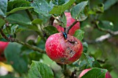 FRUIT DAMAGE ON APPLE DISCOVERY