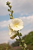 ALCEA ROSEA