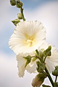 ALCEA ROSEA