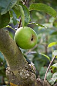 APPLE BLENHEIM ORANGE