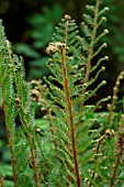 POLYSTICHUM SETIFERUM PLUMOSUM BEVIS