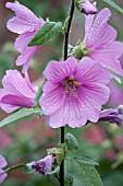 LAVATERA X CLEMENTII BREDON SPRINGS