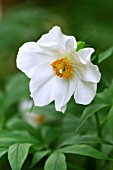 PAEONIA EMODI HIMALAYAN PEONY