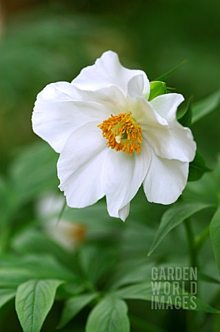 PAEONIA_EMODI_HIMALAYAN_PEONY