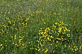 RANUNCULUS ACRIS