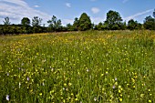 DRAYCOTE MEADOWS