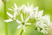 ALLIUM URSINUM