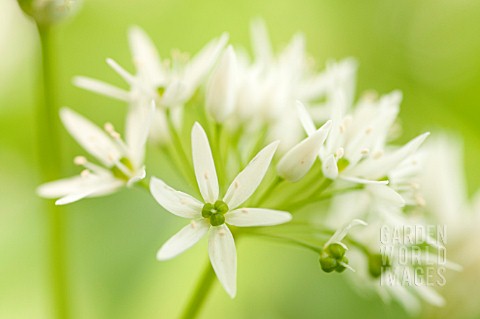 ALLIUM_URSINUM