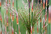 RHODOCOMA CAPENSIS