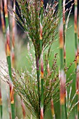 RHODOCOMA CAPENSIS