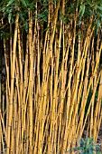 PHYLLOSTACHYS VIVAX F AUREOCAULIS