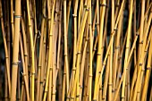 PHYLLOSTACHYS VIVAX F AUREOCAULIS