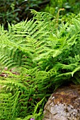 POLYSTICHUM SETIFERUM DIVISILOBUM HERRENHAUSEN