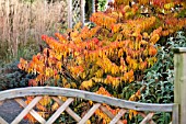 RHUS HIRTA TYPHINA